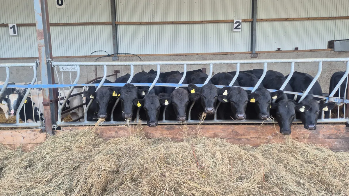 14 Super Angus bullocks for sale - Image 1