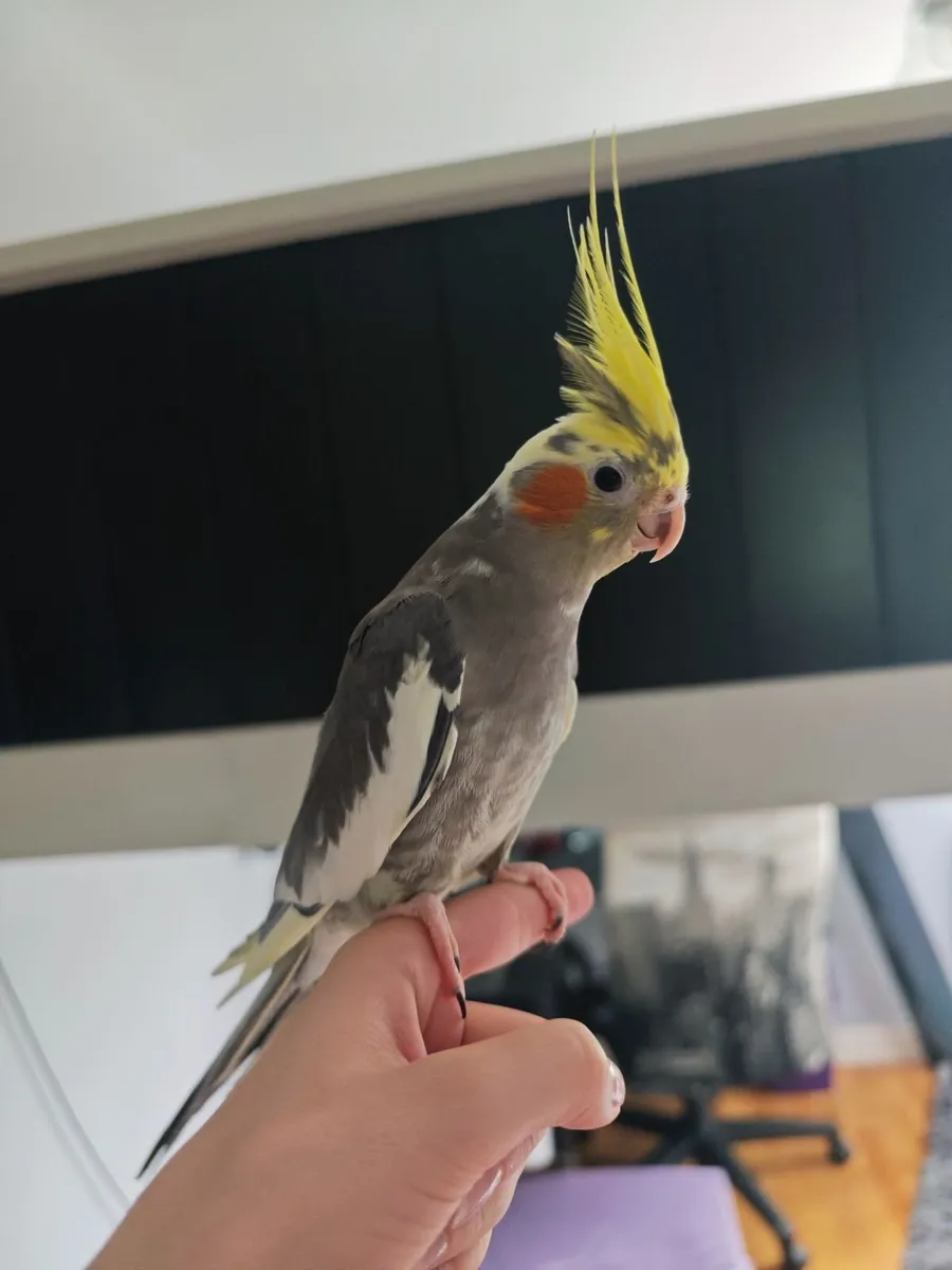 Cockatiel + large cage - Image 2