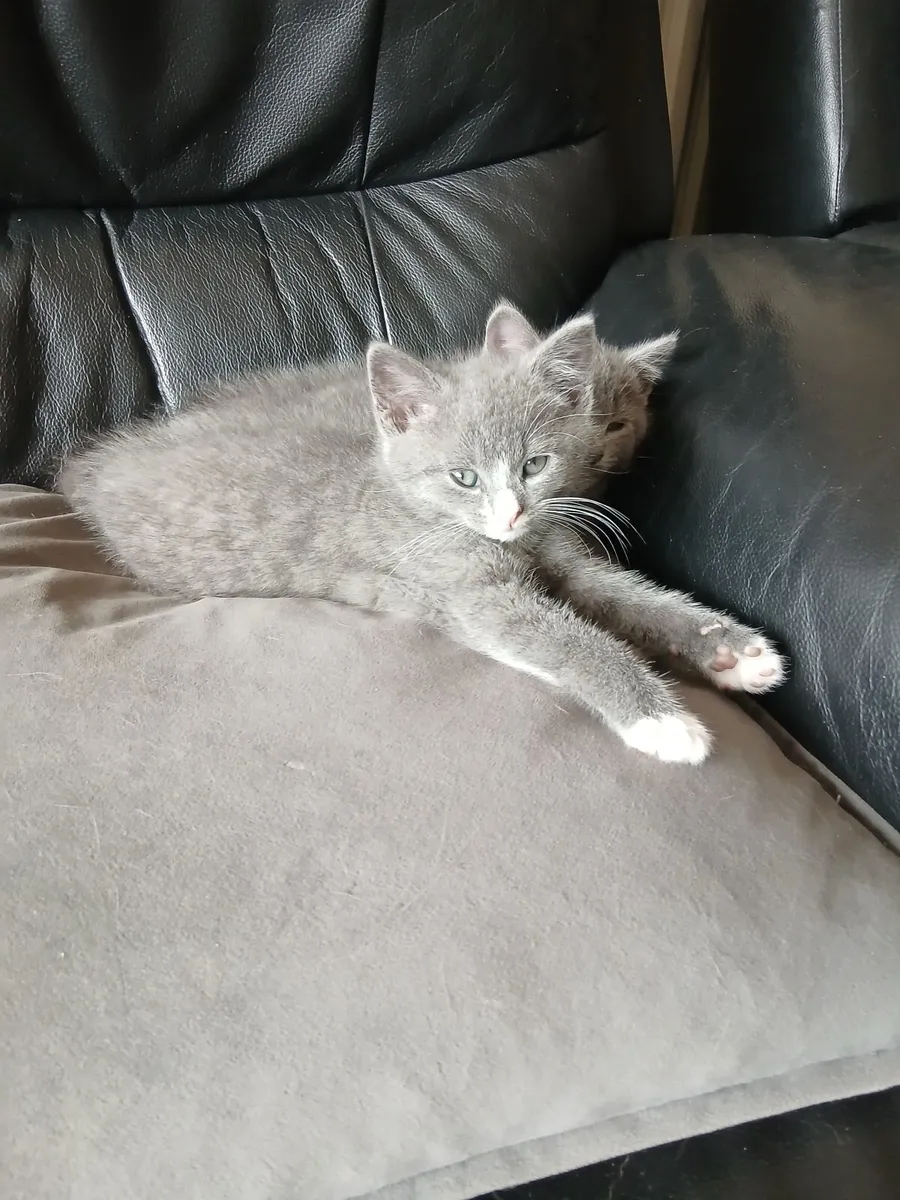 Kitten - Image 1