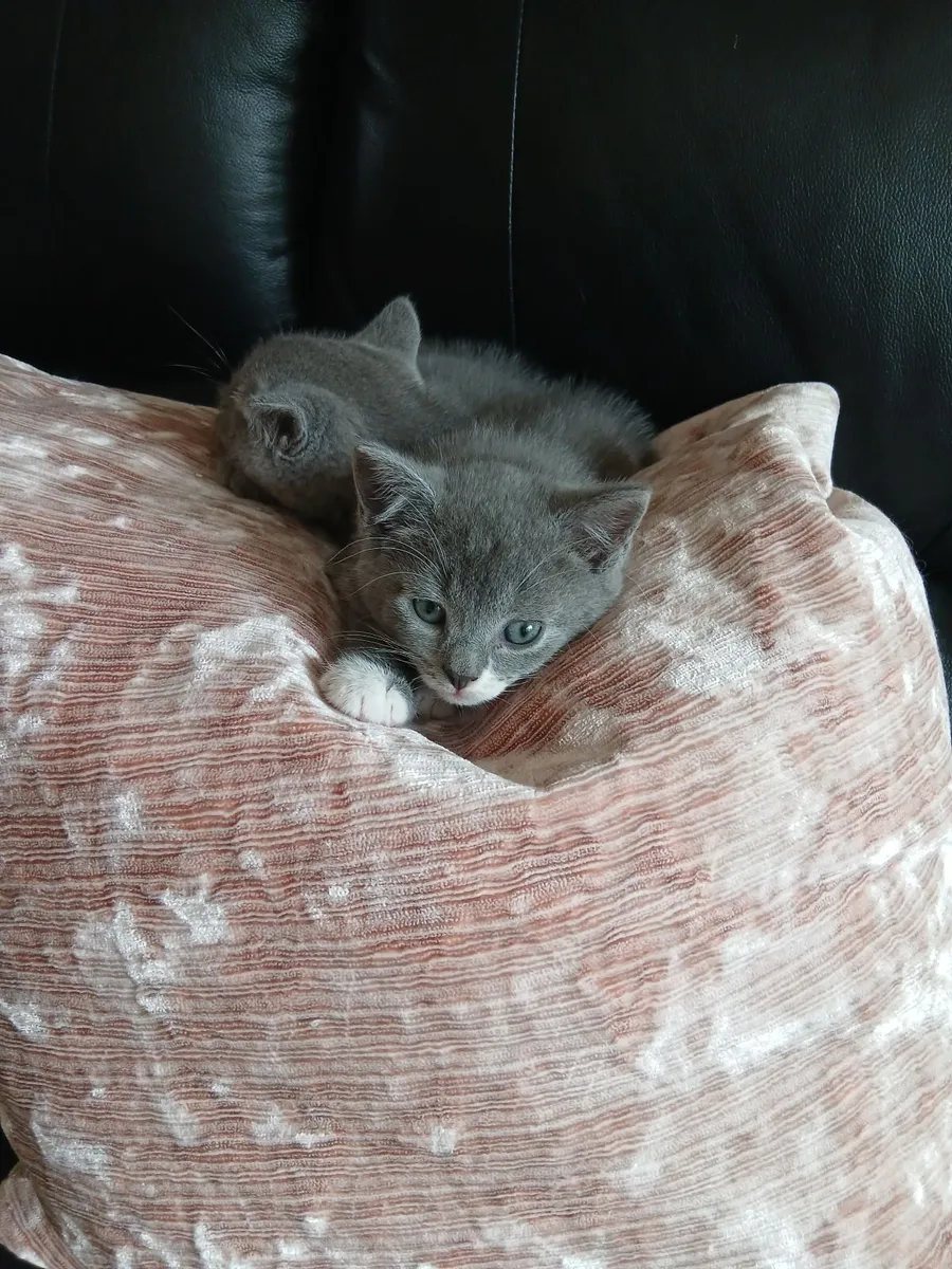 Kitten - Image 2