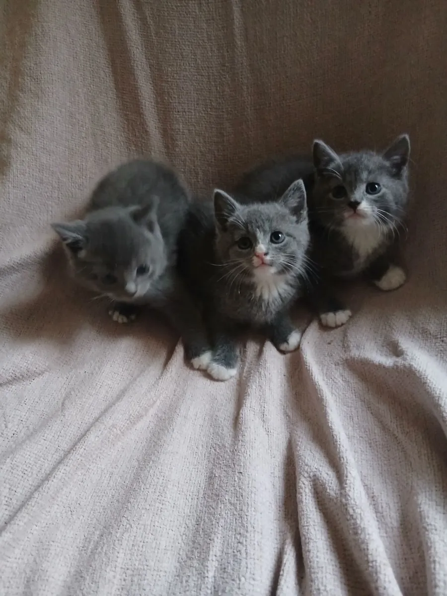 Kitten - Image 3
