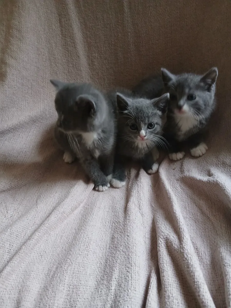 Kitten - Image 4