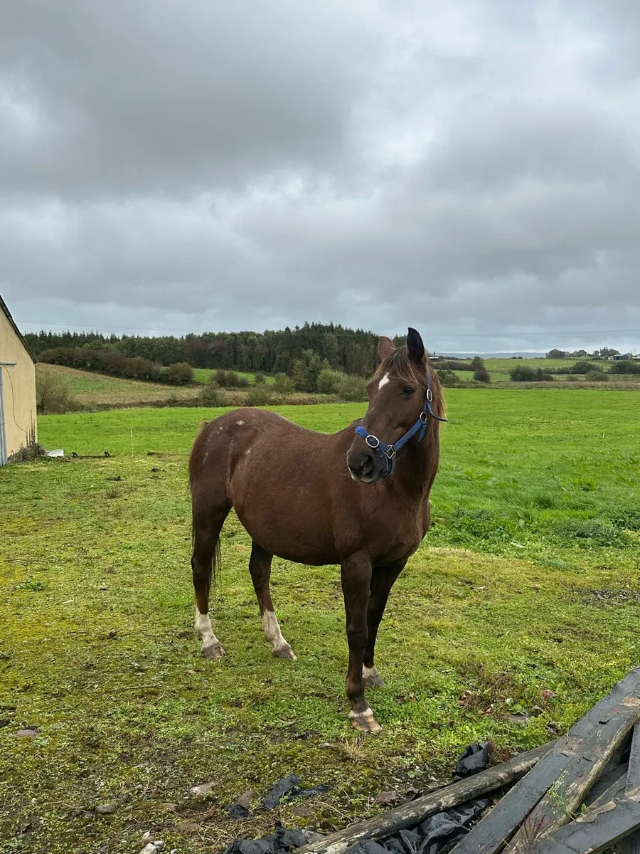 Mature pony for sale - Image 1