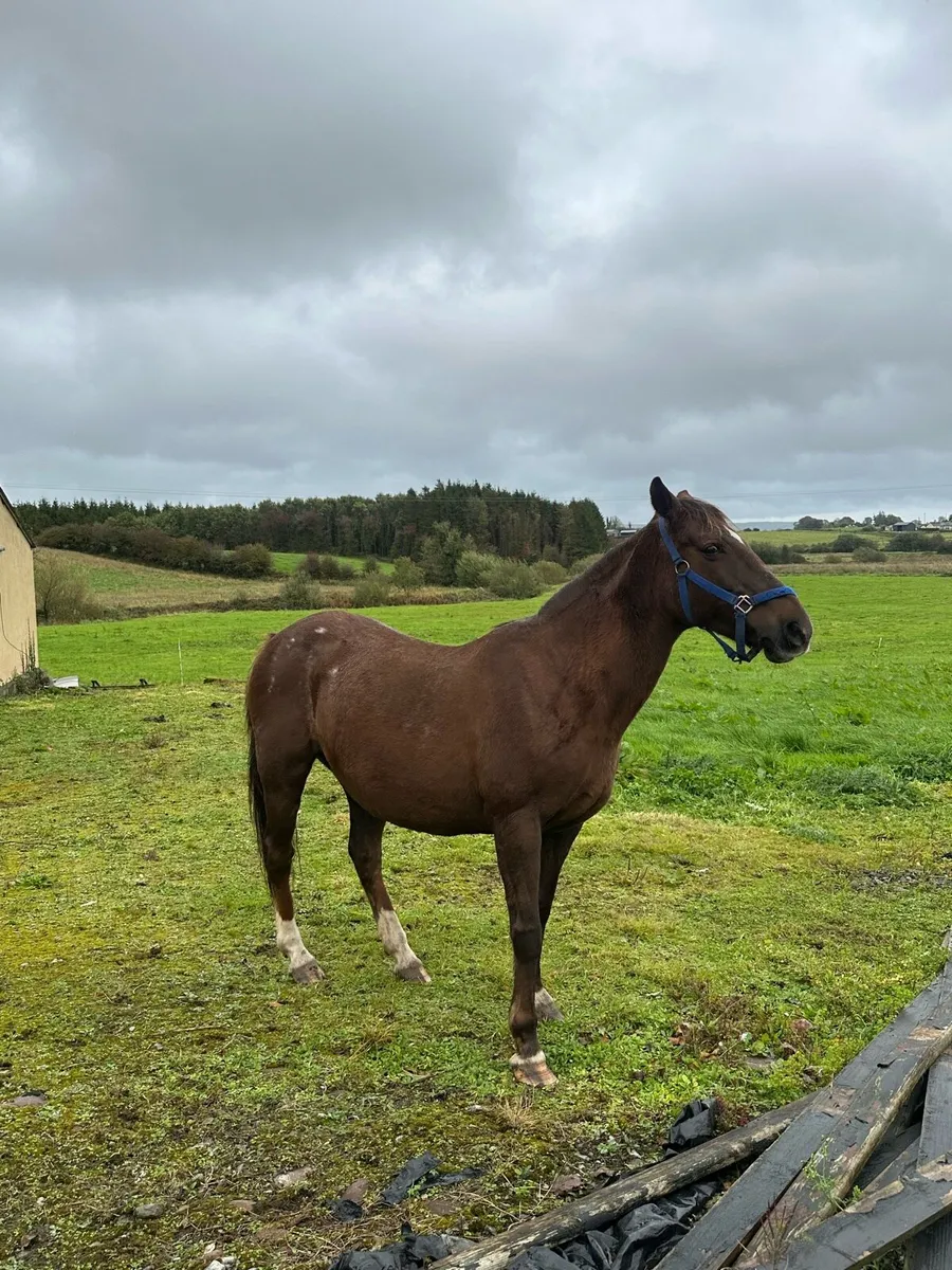 Mature pony for sale - Image 2