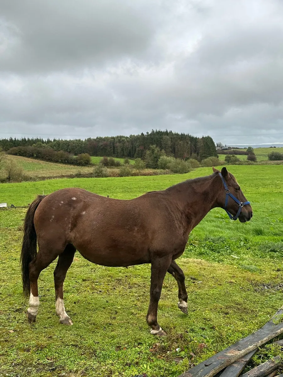 Mature pony for sale - Image 3