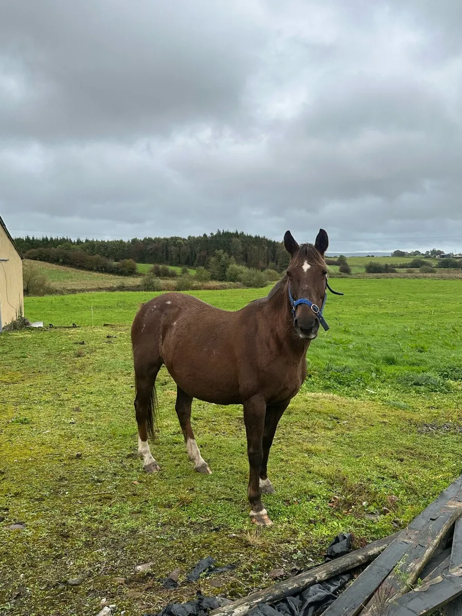 Mature pony for sale - Image 4