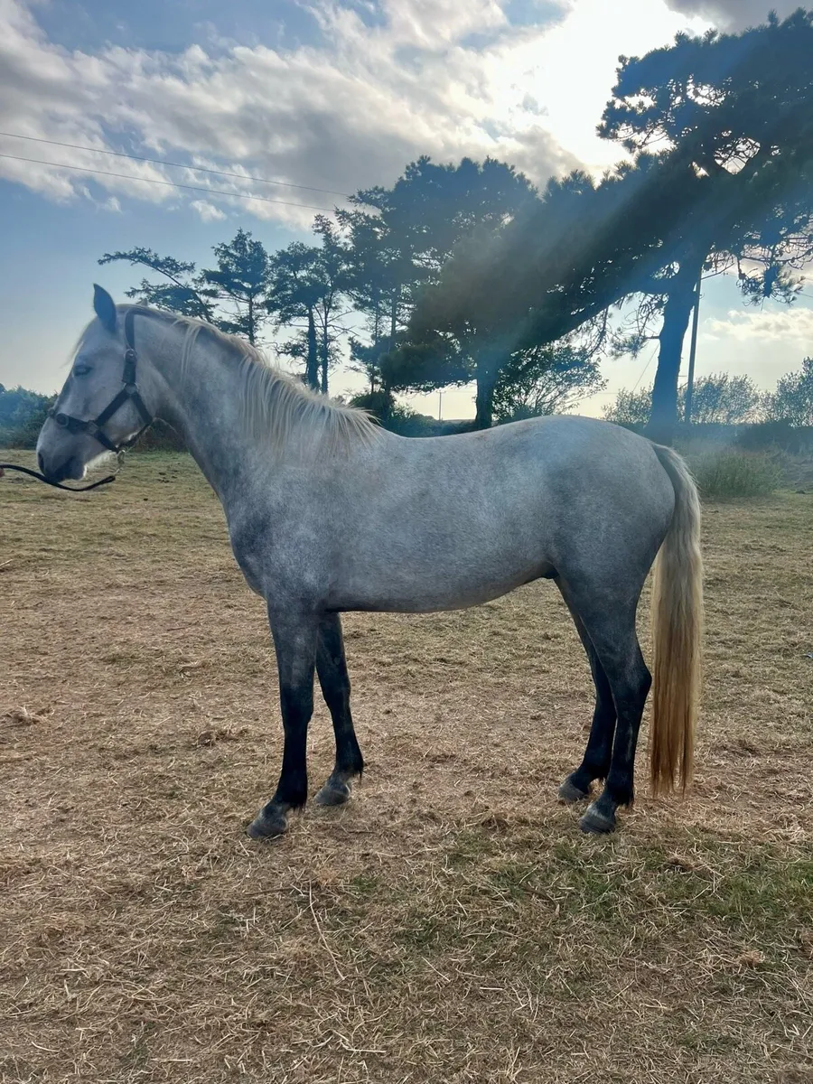 Stunning 3yr old Connemara BY PUMKINS PONDIE - Image 2