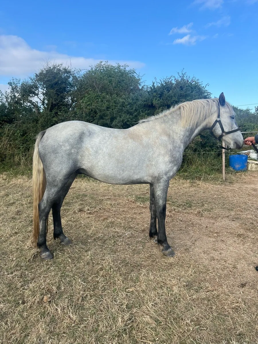 Stunning 3yr old Connemara BY PUMKINS PONDIE - Image 3