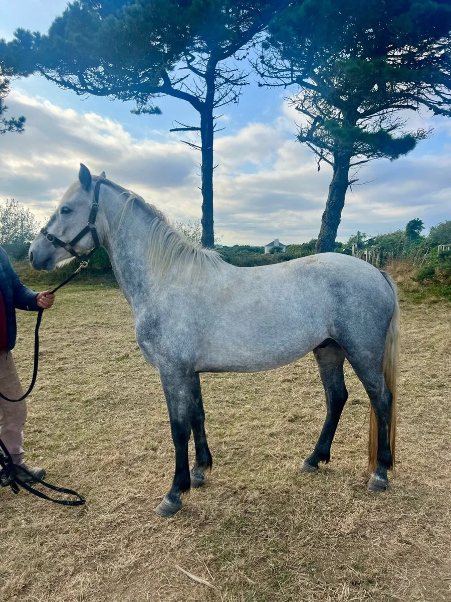 Stunning 3yr old Connemara BY PUMKINS PONDIE - Image 4
