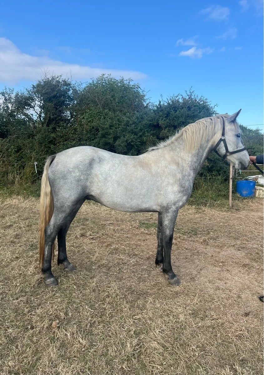 Stunning 3yr old Connemara BY PUMKINS PONDIE - Image 1