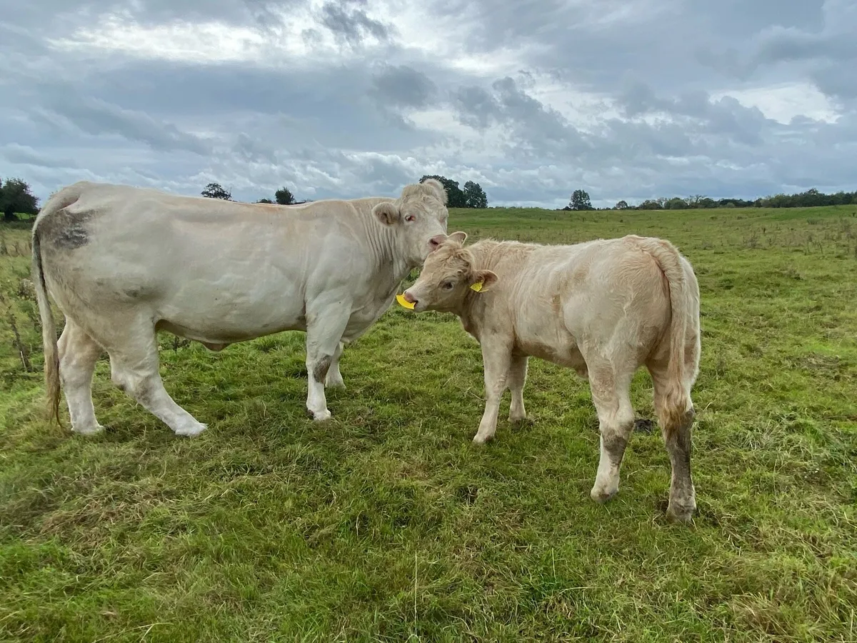Saler x Charolais heifer Weanling - Image 1