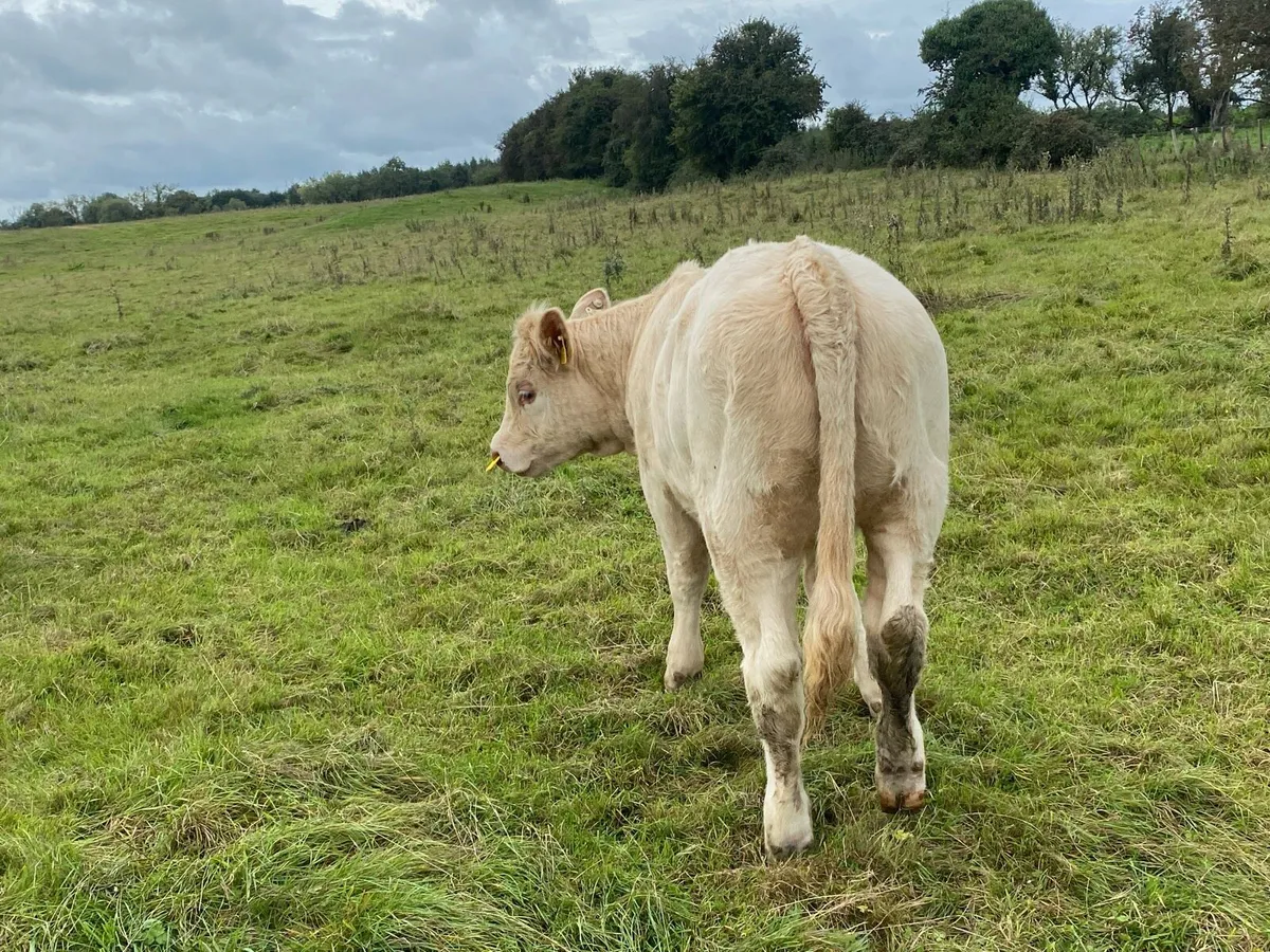 Saler x Charolais heifer Weanling - Image 2