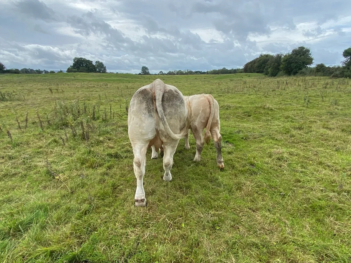 Saler x Charolais heifer Weanling - Image 3