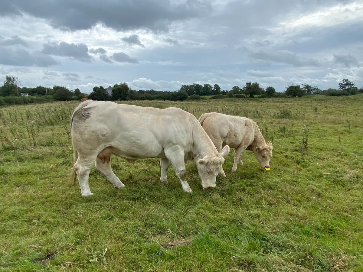 Saler x Charolais heifer Weanling - Image 4
