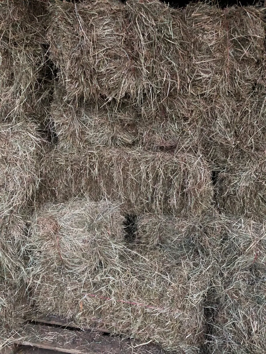 Hay