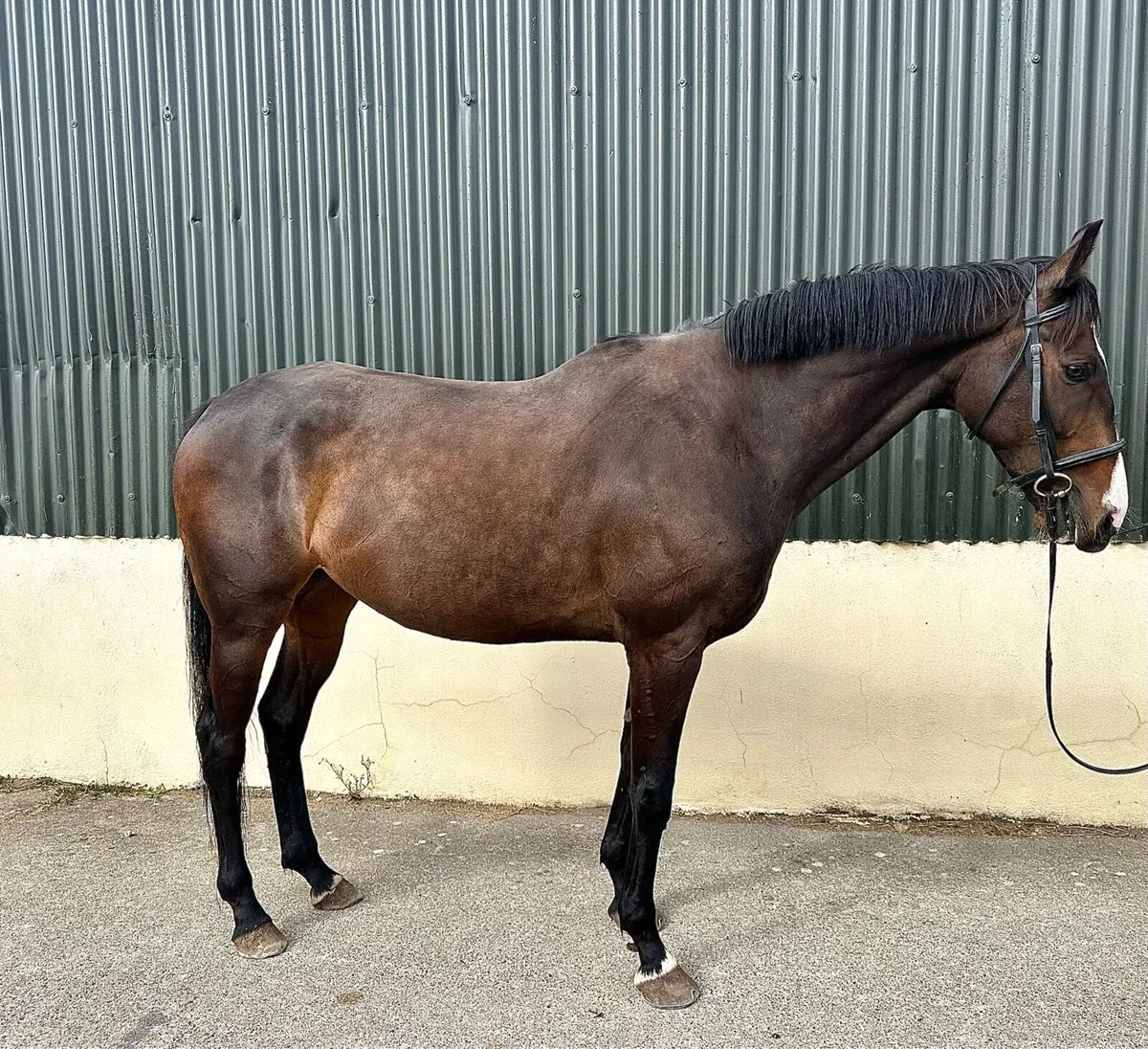 2018 tb gelding