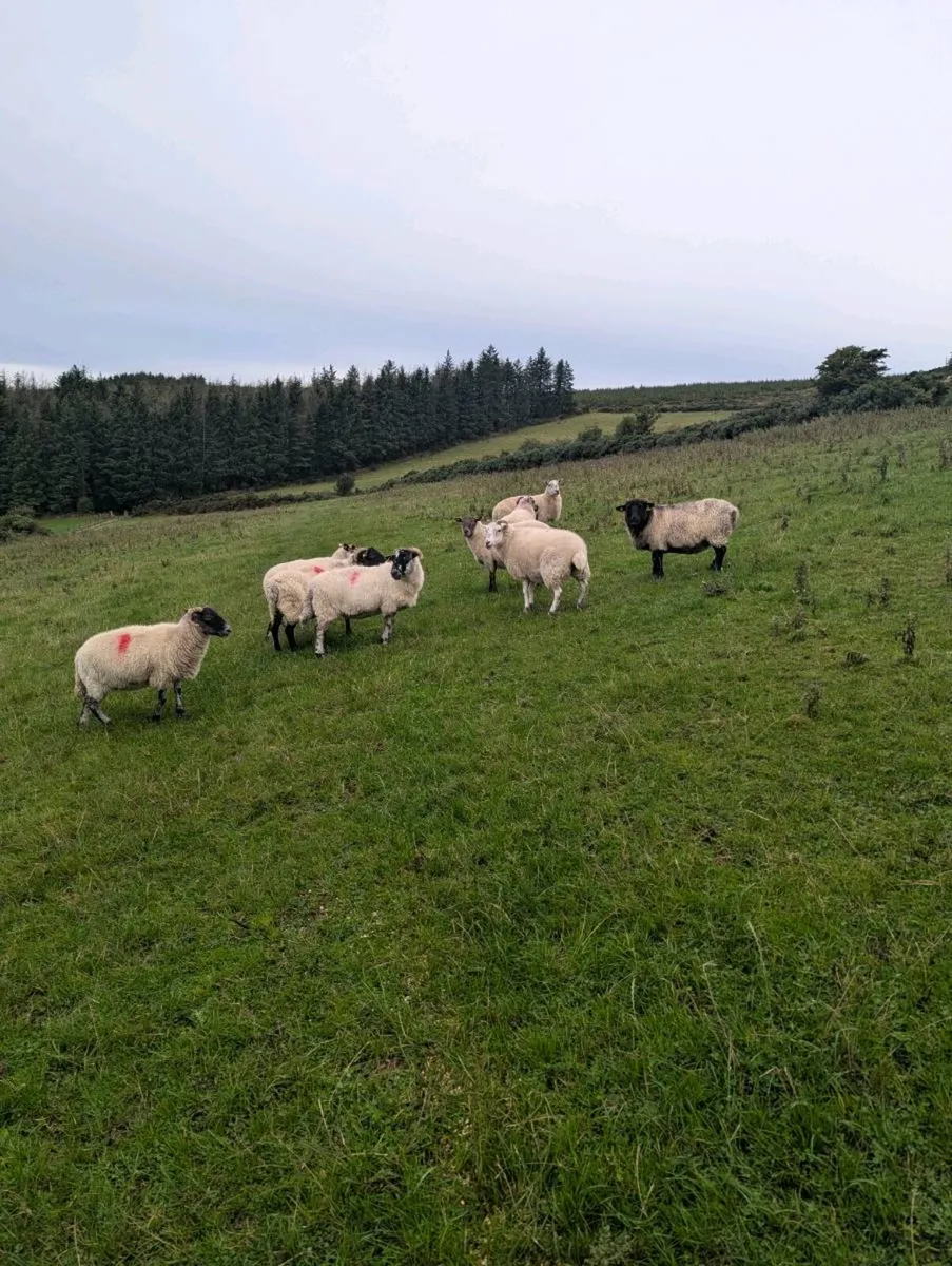 Breeding ewes - Image 1