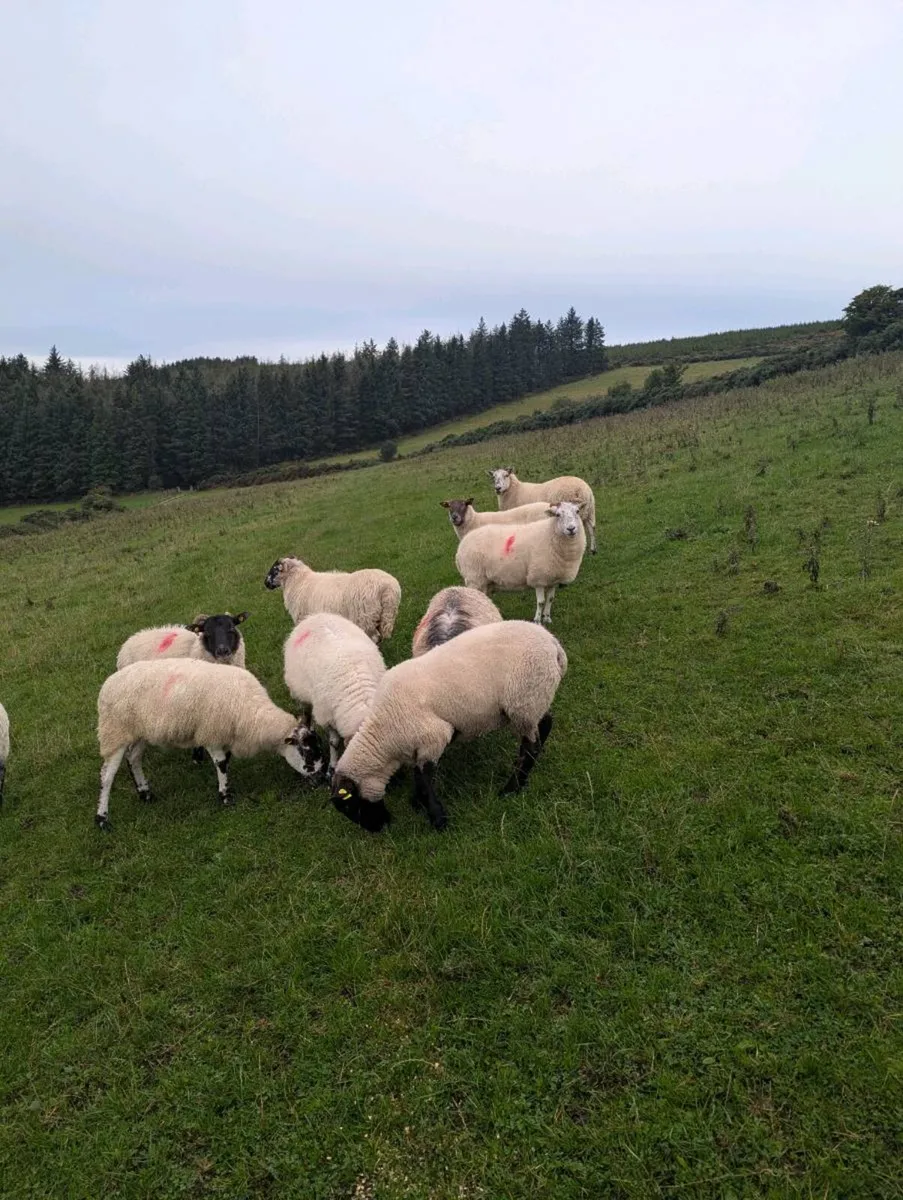 Breeding ewes - Image 2
