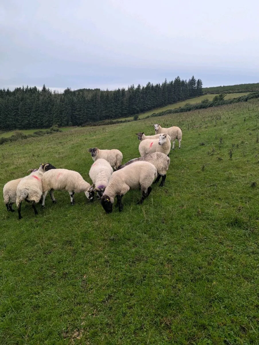Breeding ewes - Image 3