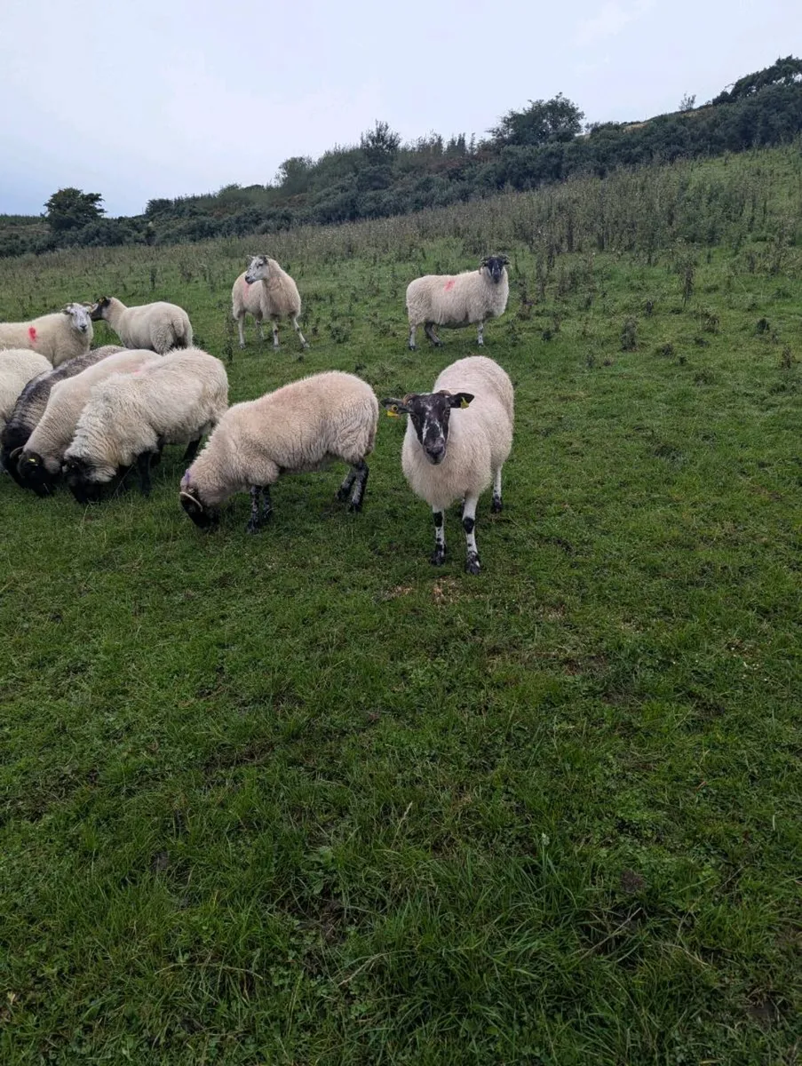 Breeding ewes - Image 4