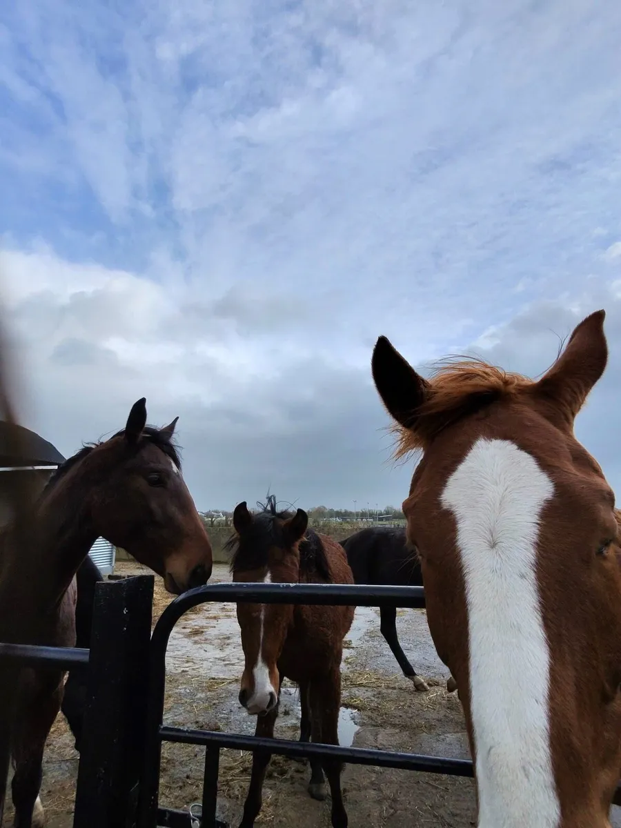 2 Youngsters for Sale - Image 4