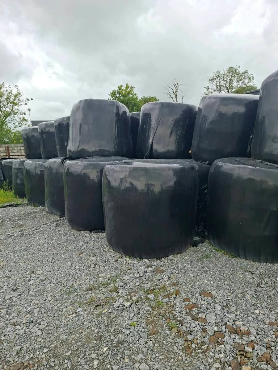 Round bales of silage