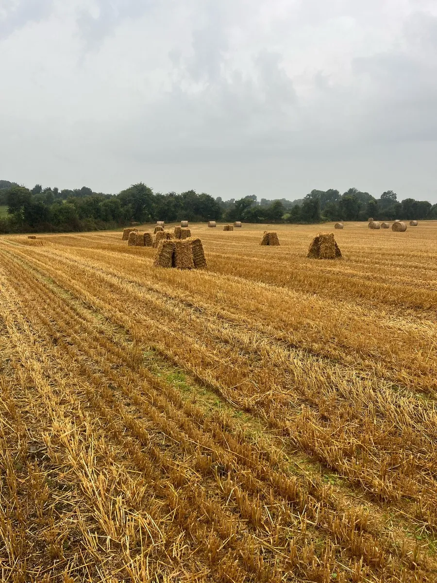 Square bales of straw