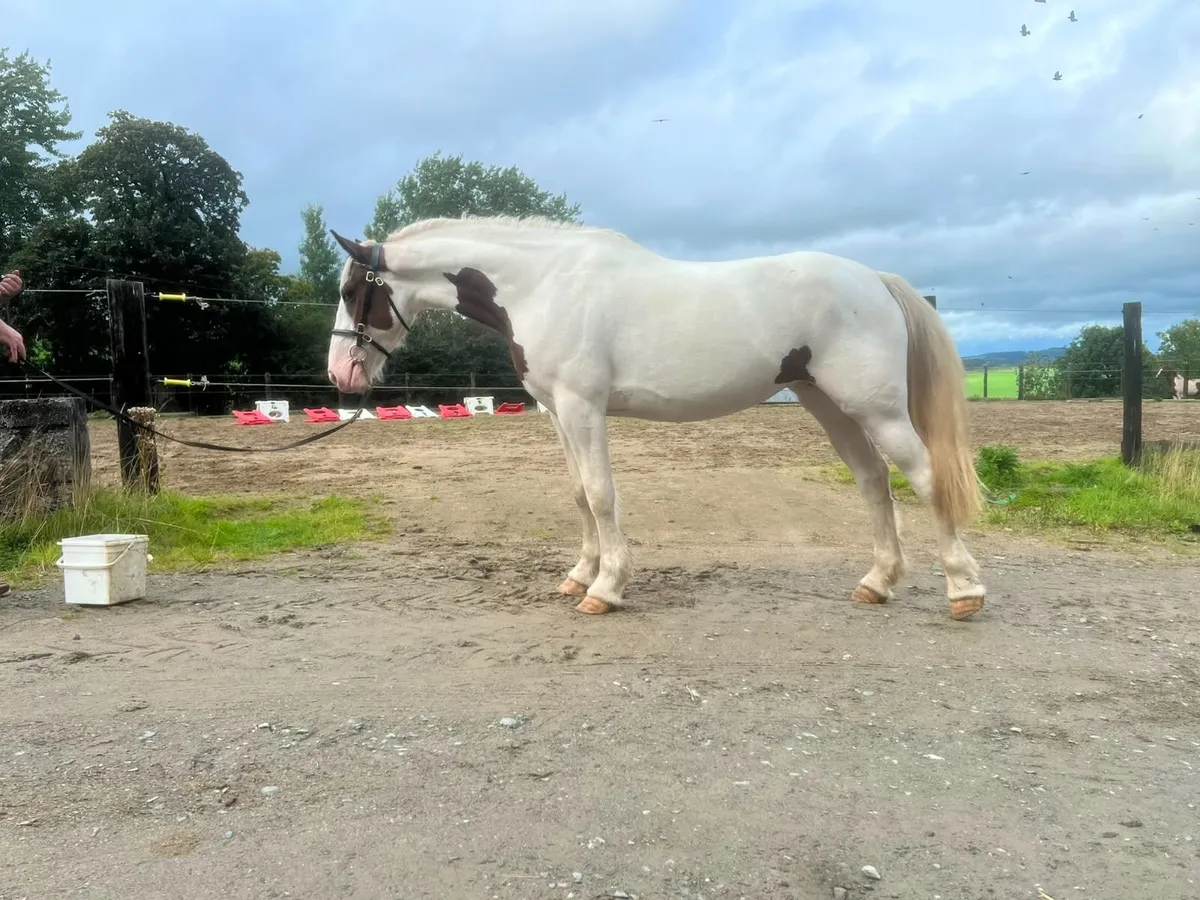 Horses - Image 3