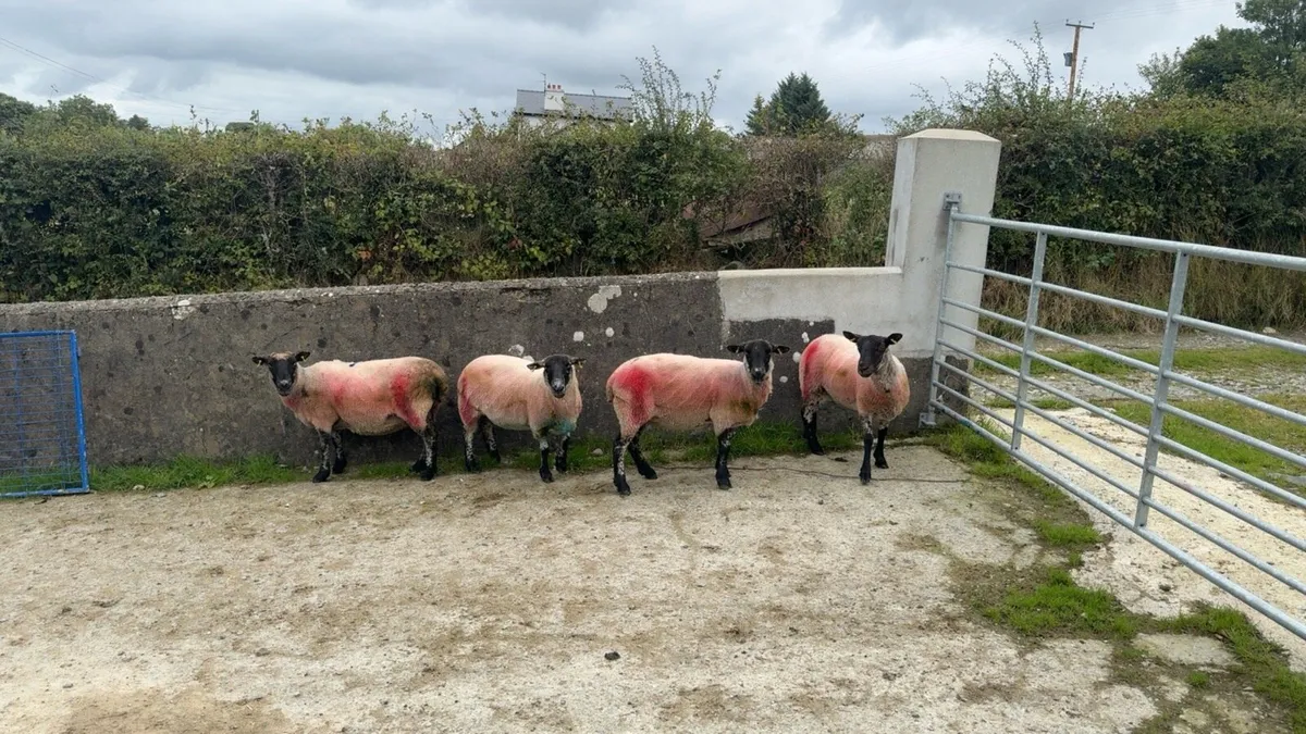 Suffolk cross ewes - Image 1