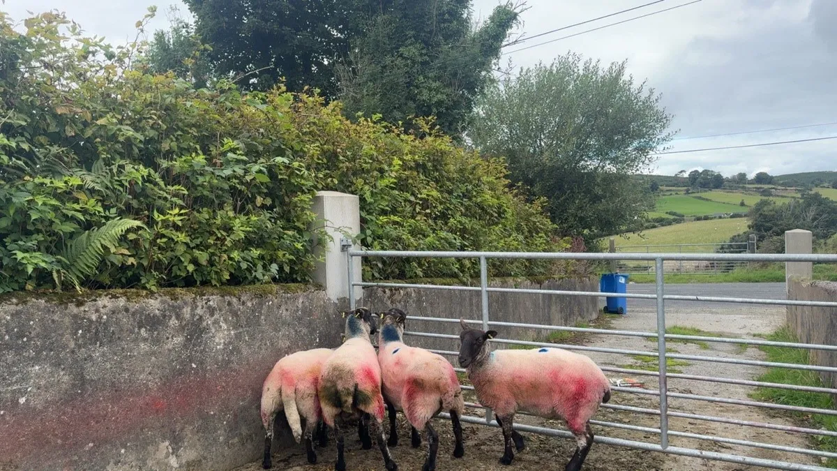 Suffolk cross ewes - Image 2