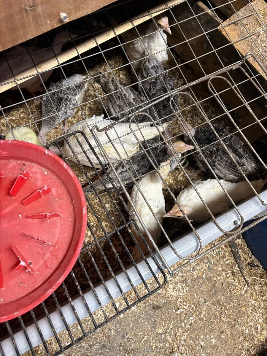 Turkeys - Image 1