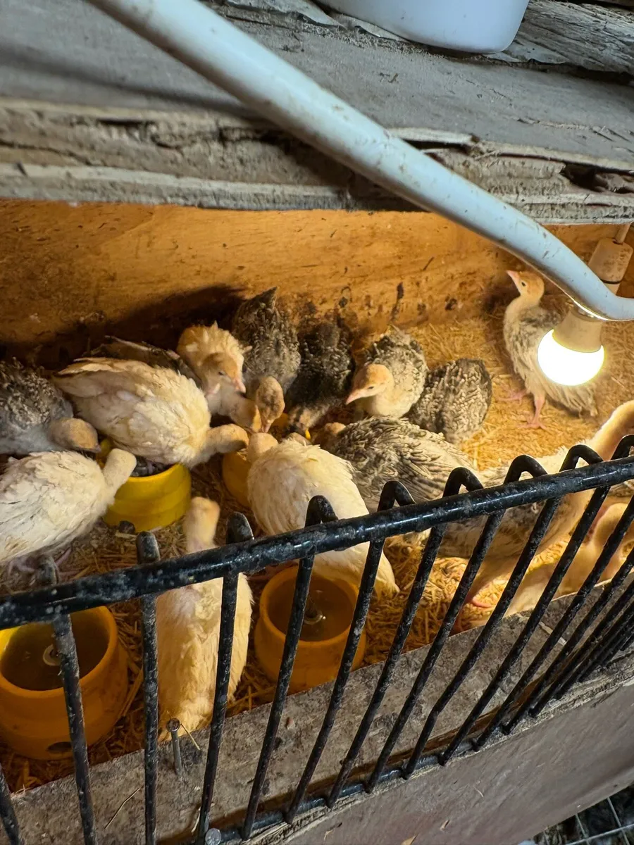 Turkeys - Image 2