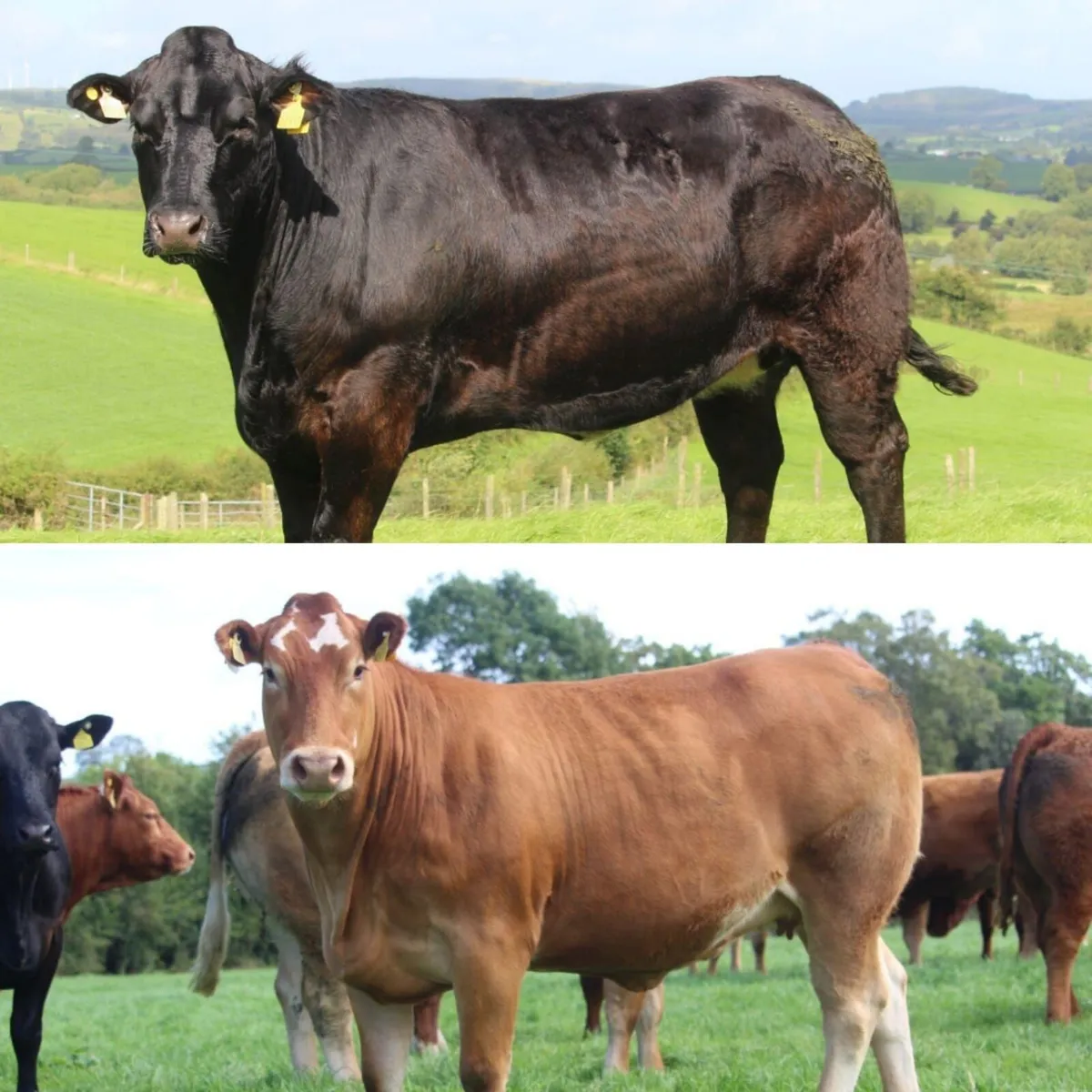 🌟70 Incalf heifers🌟Markethill Mart🌟 Sept 24th - Image 3