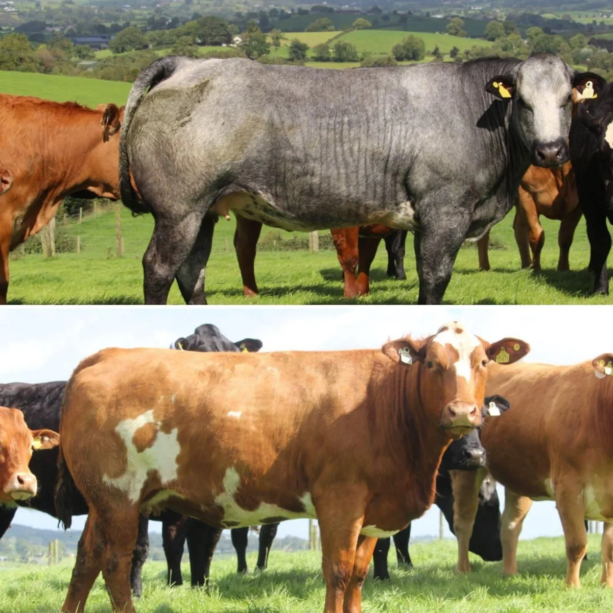 🌟70 Incalf heifers🌟Markethill Mart🌟 Sept 24th - Image 4