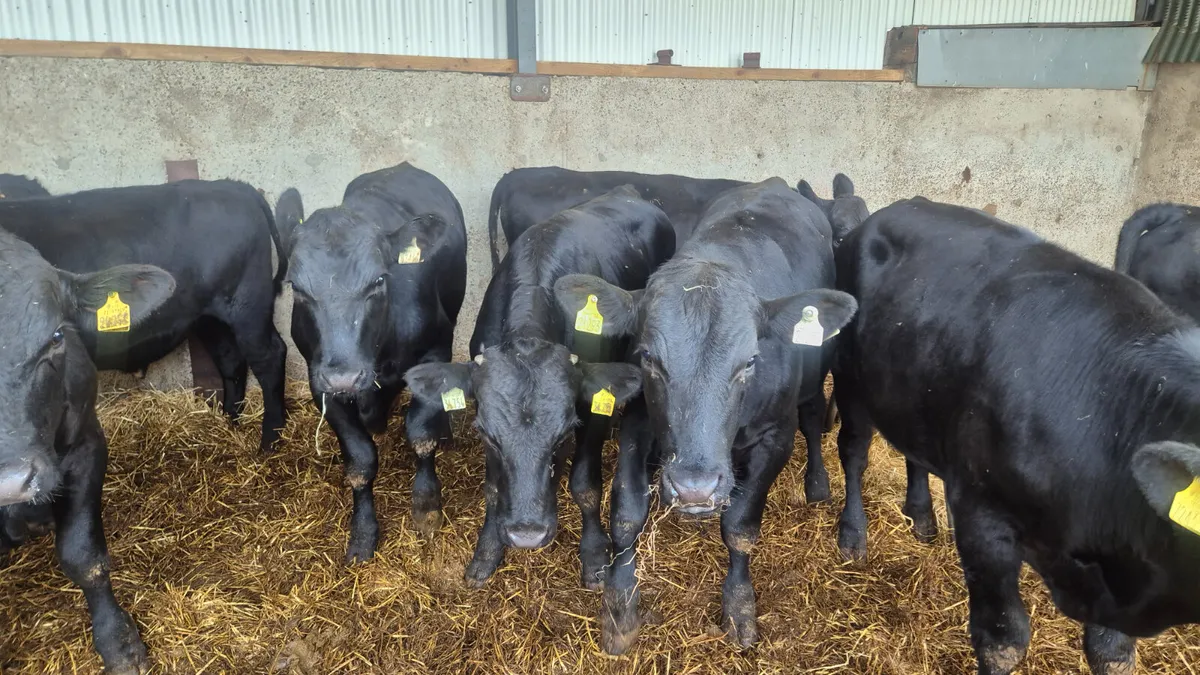 14 Super Angus bullocks for sale - Image 4