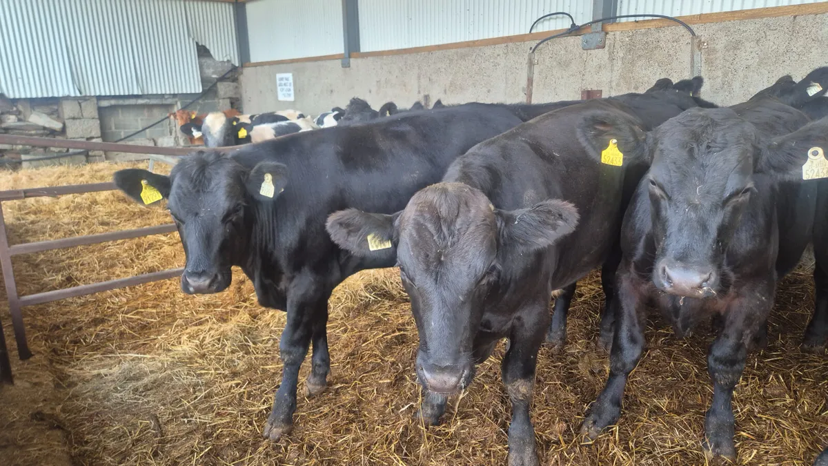14 Super Angus bullocks for sale - Image 3