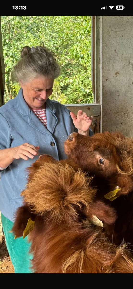Miniature Highland Cattle - Image 2