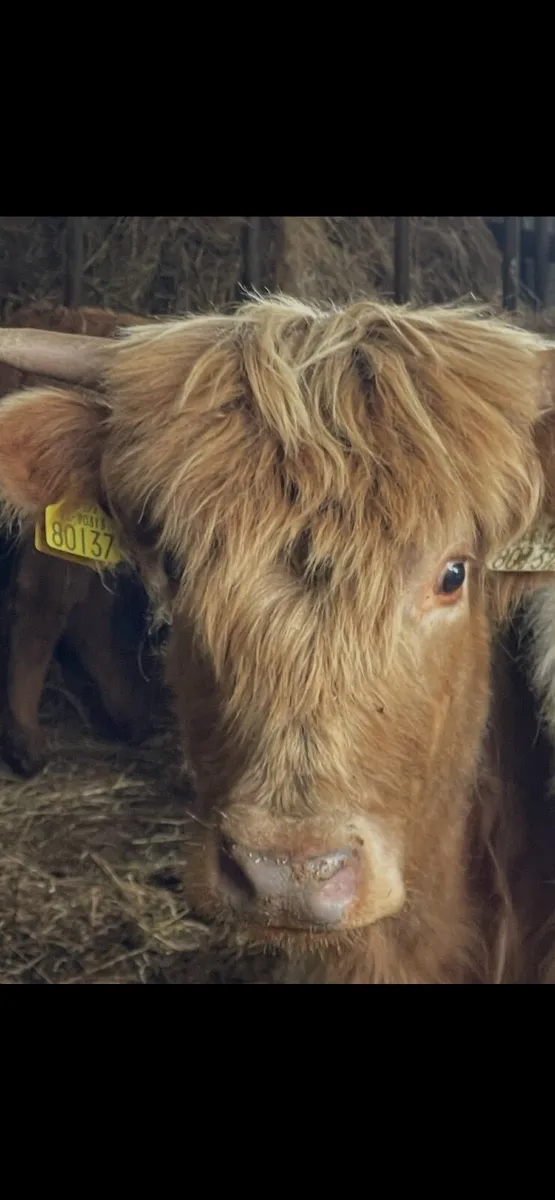 Miniature Highland Cattle - Image 3