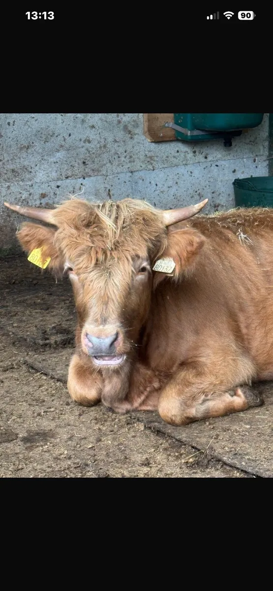 Miniature Highland Cattle - Image 1