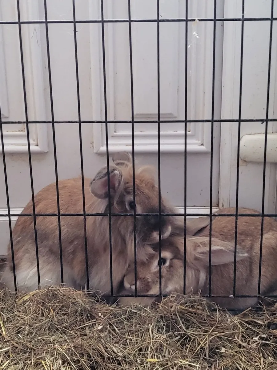 Rabbits - Image 1