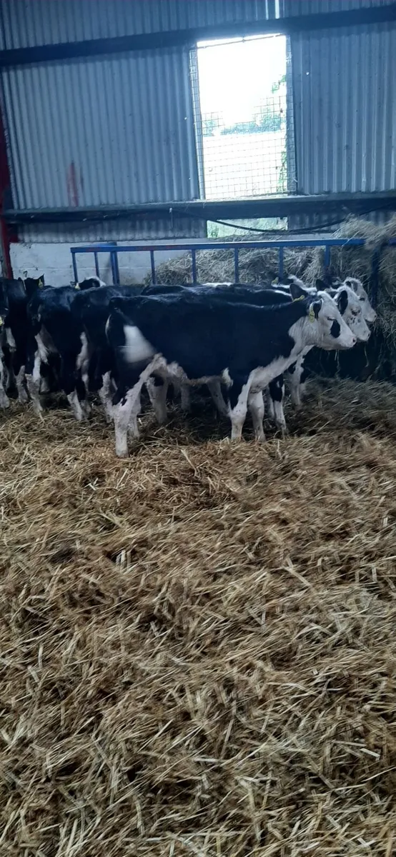 10 bwh calves for sale - Image 2