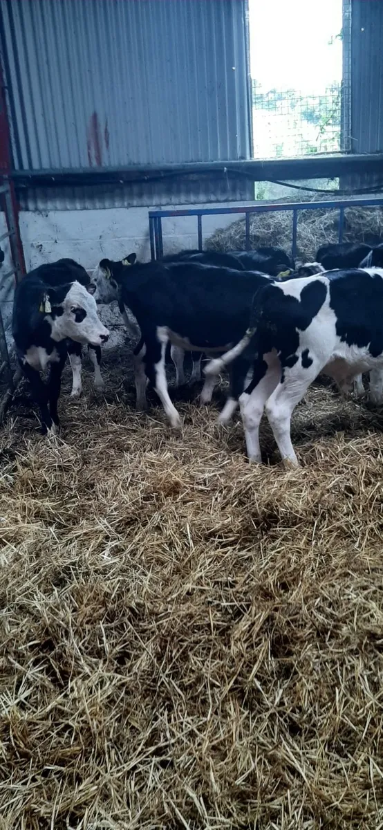 10 bwh calves for sale - Image 3
