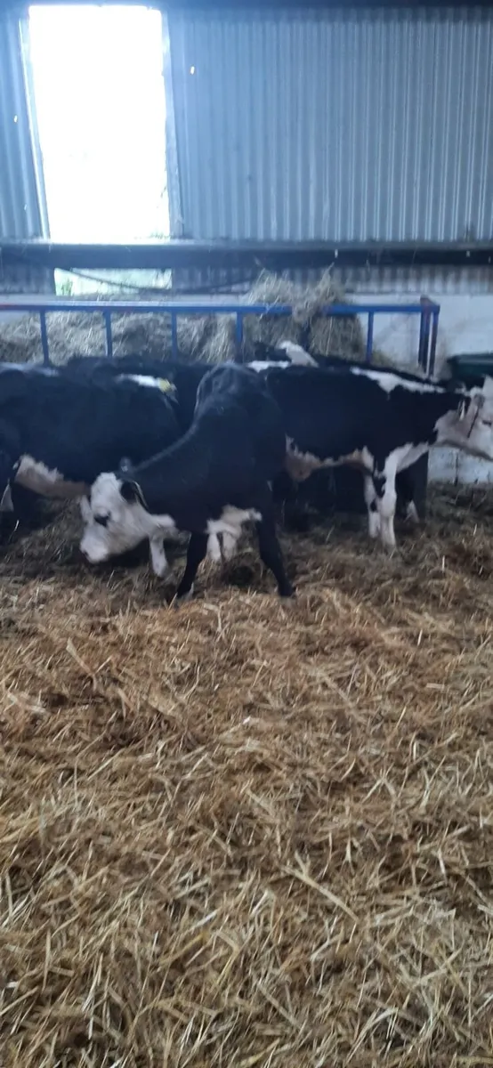 10 bwh calves for sale - Image 4