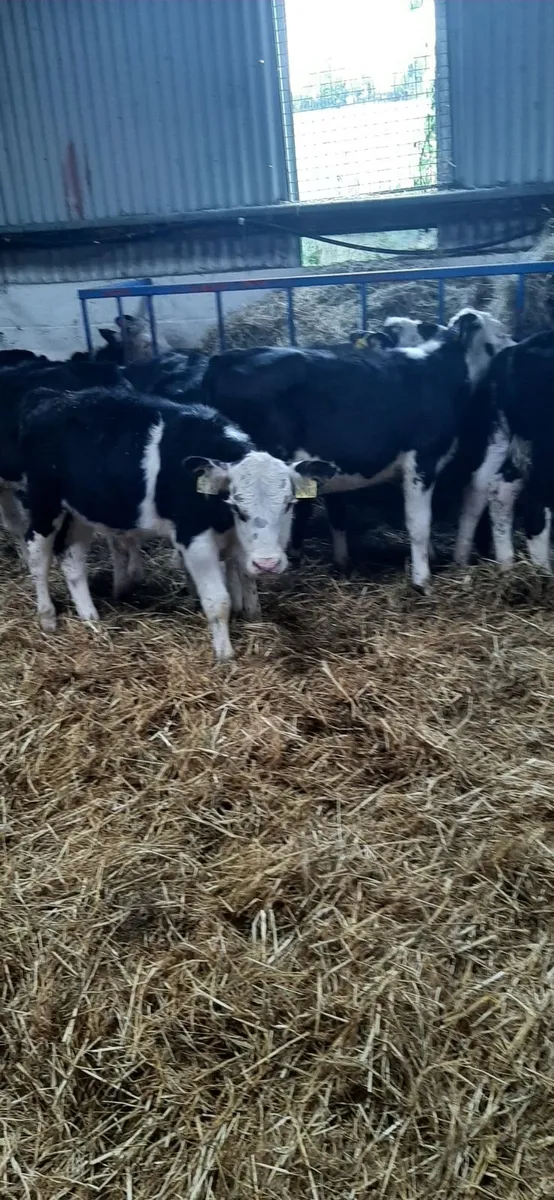 10 bwh calves for sale - Image 1