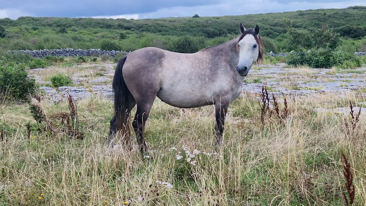 4 yo Connemara Filly - Image 4