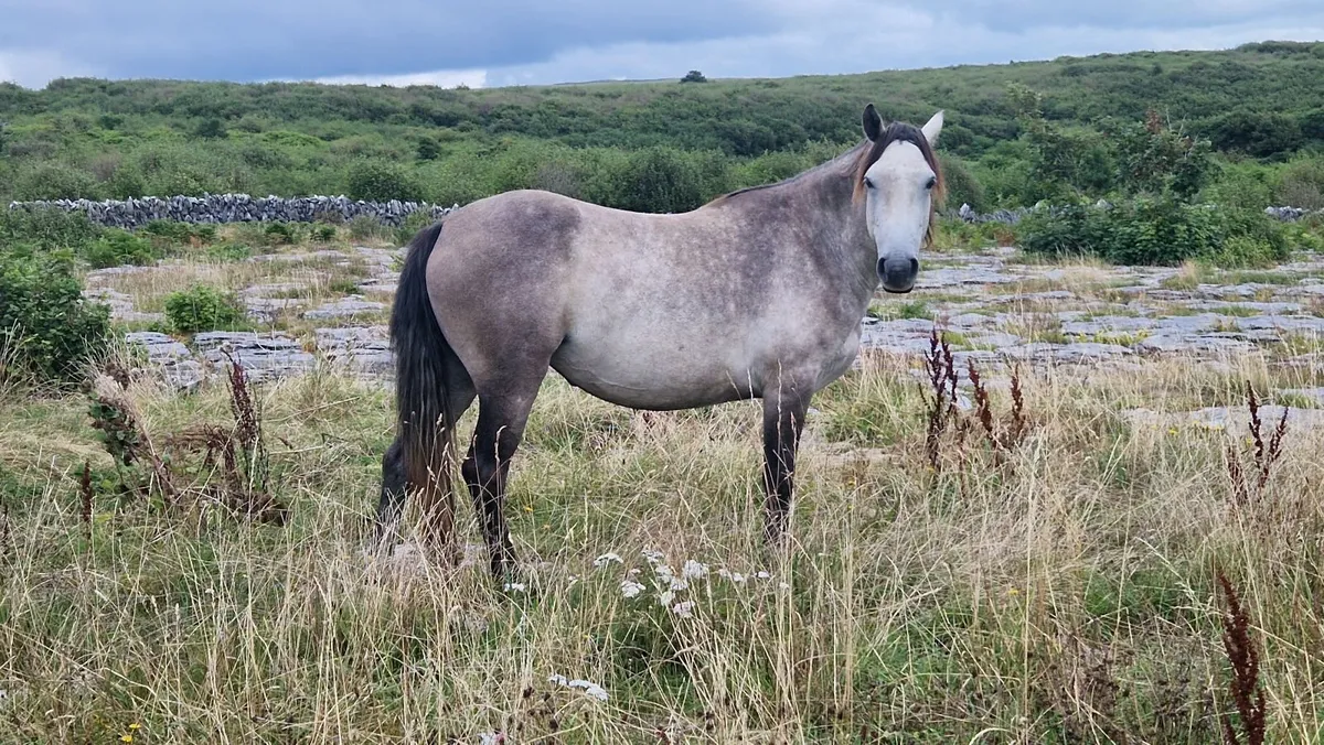 4 yo Connemara Filly - Image 3