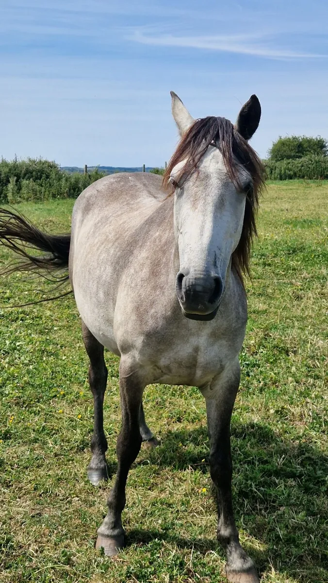 4 yo Connemara Filly - Image 4