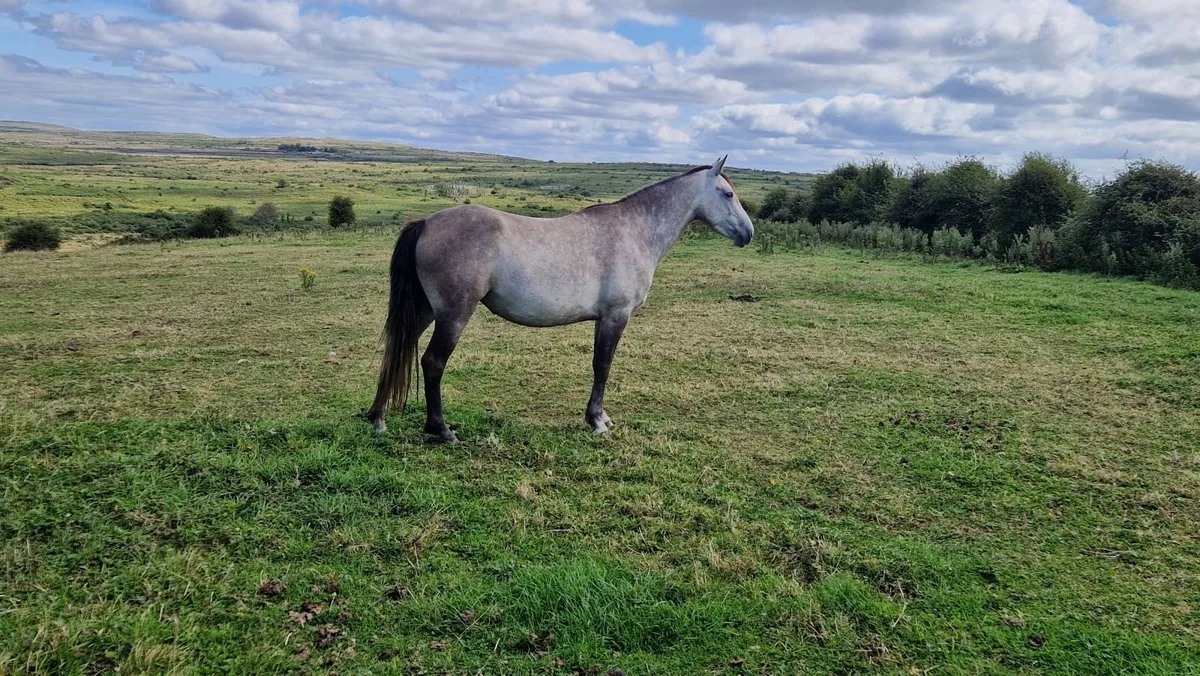 4 yo Connemara Filly - Image 1