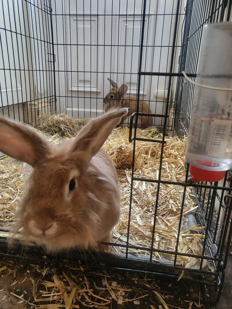 Rabbits - Image 2