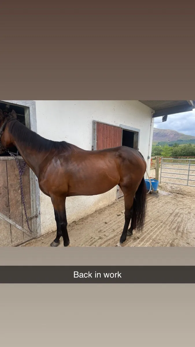 Thoroughbred broodmare  prospect - Image 1